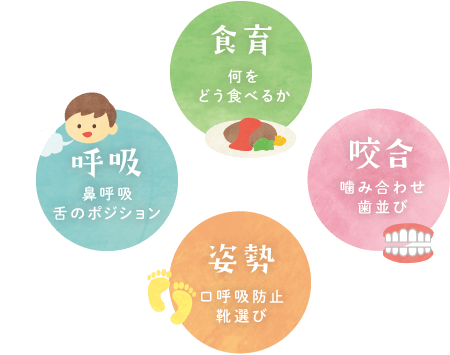 食育（何をどう食べるか）、咬合（噛み合わせ・歯並び）、姿勢（口呼吸防止・靴選び）、呼吸（鼻呼吸・舌のポジション）